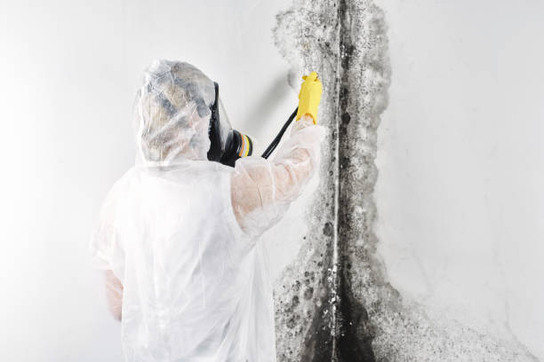 Best Water damage repair service  in USA